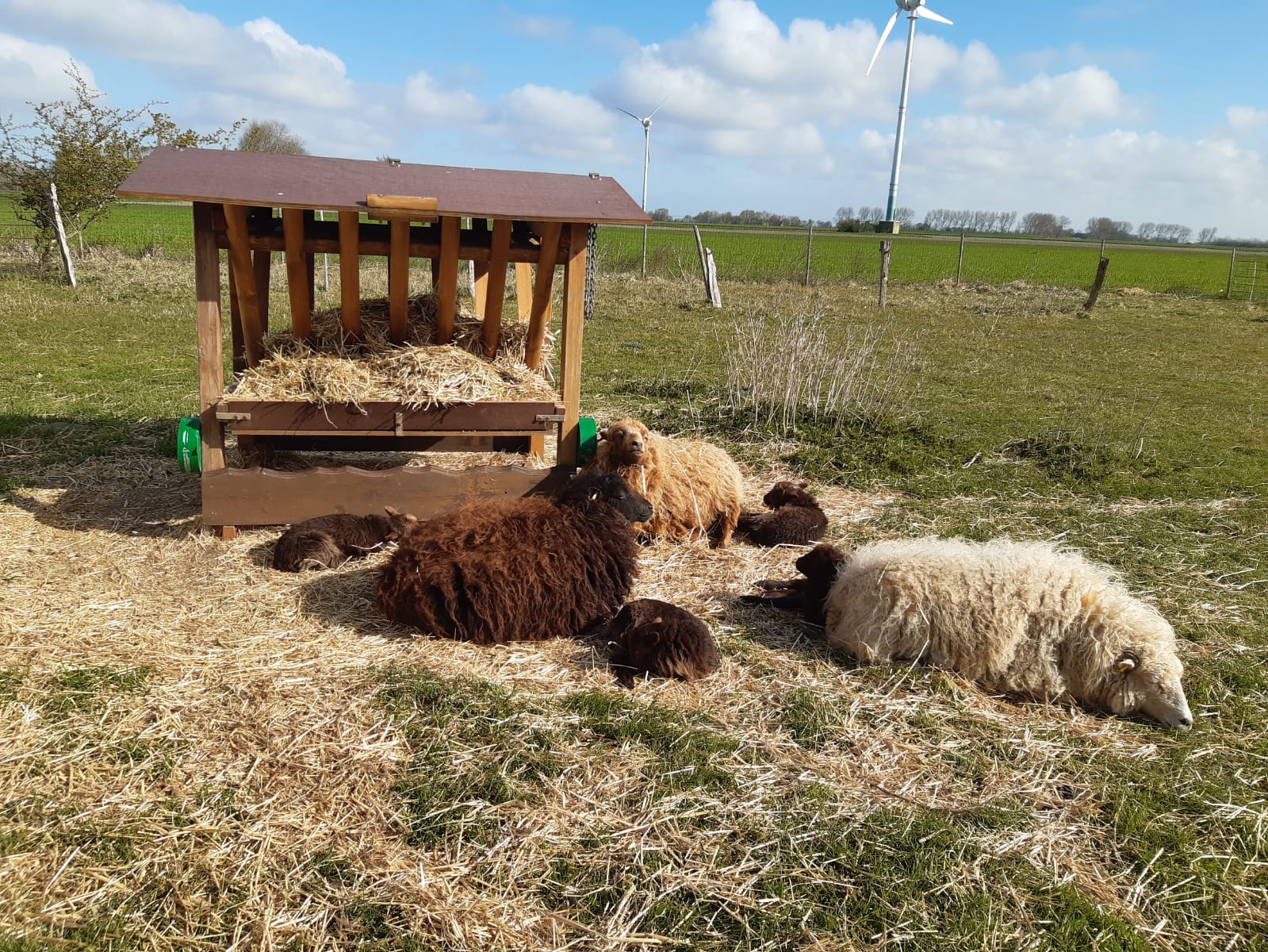 Ouessantschafe auf der Weide