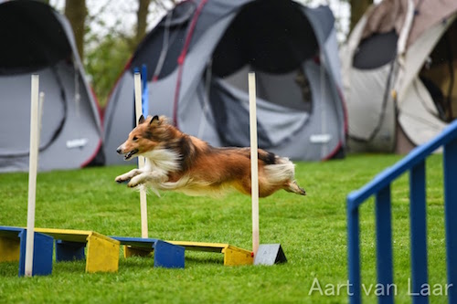 Training mit Hund